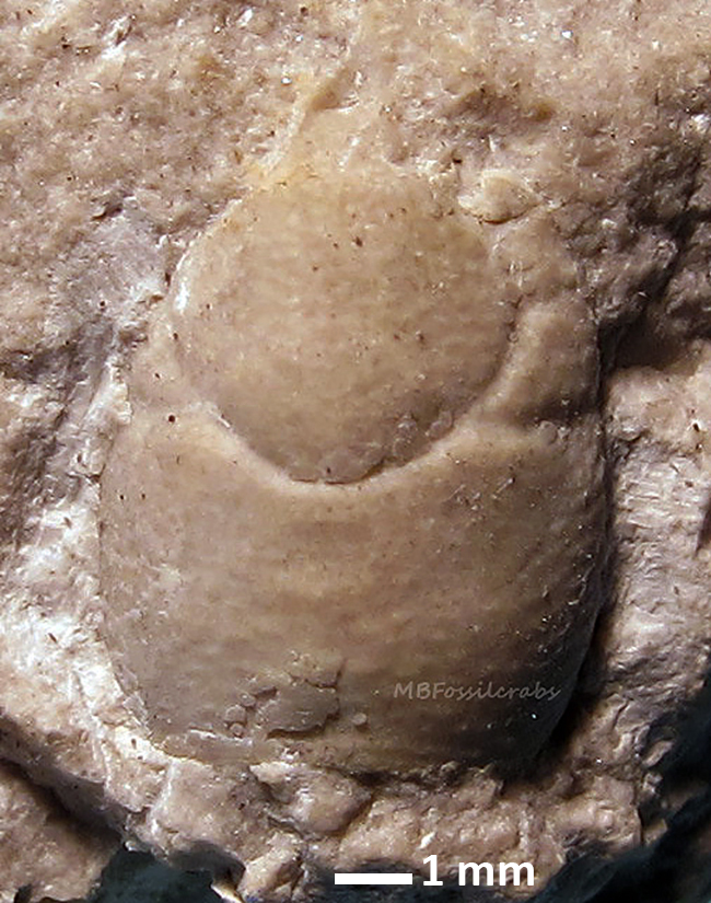 Gastrosacus tuberosa